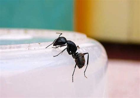 家裡有螞蟻怎麼處理 觀音溫度